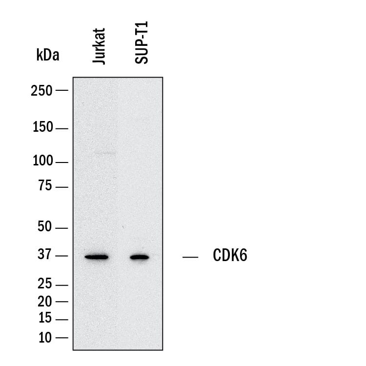 Western Blot Cdk6 Antibody (1092920) [Unconjugated]
