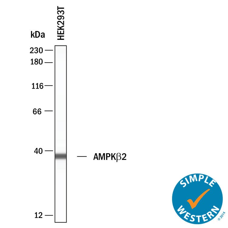 Simple Western shows lysates of HEK293T human embryonic kidney cell line, loaded at 0.5 mg/ml. A specific band was detected for AMPK beta 2 at approximately 38 kDa (as indicated) using 20 µg/mL of Mouse Anti-Human AMPK beta 2 Monoclonal Antibody (Catalog # MAB11639). This experiment was conducted under reducing conditions and using the 12‑230 kDa separation system.