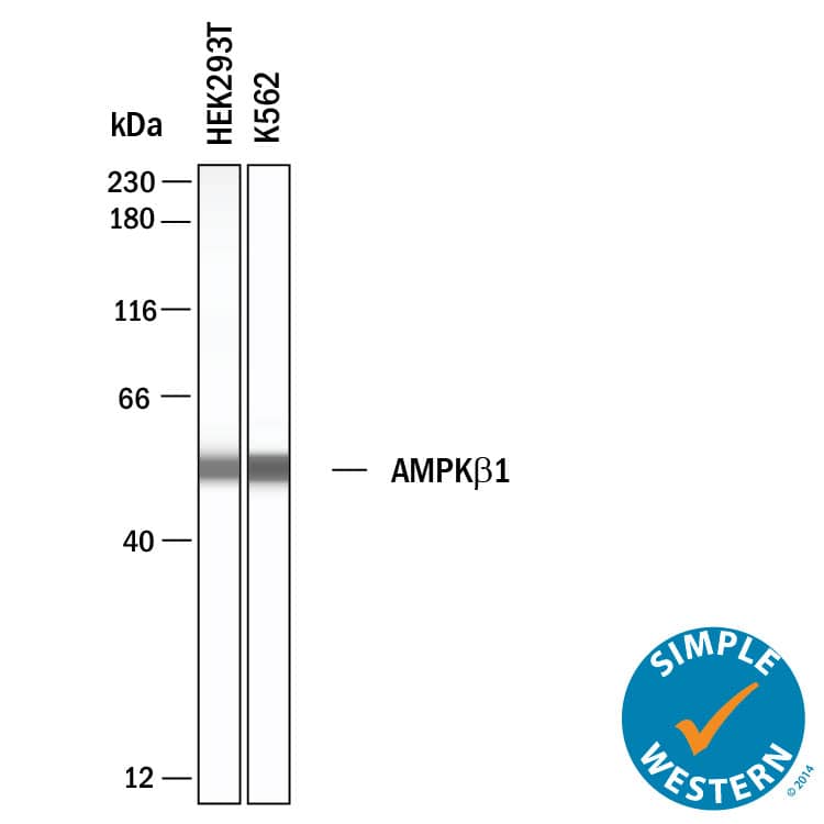 Simple Western shows lysates of HEK293T human embryonic kidney cell line and K562 human chronic myelogenous leukemia cell line, loaded at 0.5 mg/ml. A specific band was detected for AMPK beta 1 at approximately 52 kDa (as indicated) using 10 µg/mL of Mouse Anti-Human AMPK beta 1 Monoclonal Antibody (Catalog # MAB11642). This experiment was conducted under reducing conditions and using the 12‑230 kDa separation system.