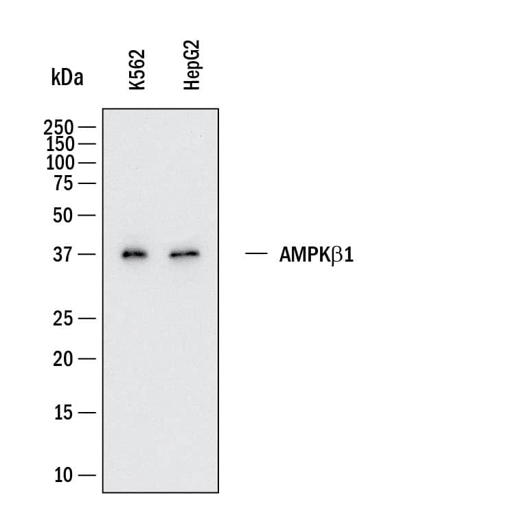 Western Blot shows lysates of K562 human chronic myelogenous leukemia cell line and HepG2 human hepatocellular carcinoma cell line. PVDF membrane was probed with 1 µg/ml of Mouse Anti-Human AMPK beta 1 Monoclonal Antibody (Catalog # MAB11642) followed by HRP-conjugated Anti-Mouse IgG Secondary Antibody (Catalog # HAF018). A specific band was detected for AMPK beta 1 at approximately 36 kDa (as indicated).  This experiment was conducted under reducing conditions and using Western Blot Buffer Group 1.