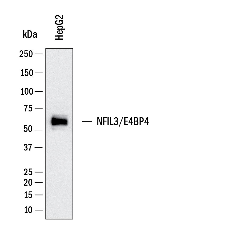 Western Blot NFIL3 Antibody (1095812) [Unconjugated]