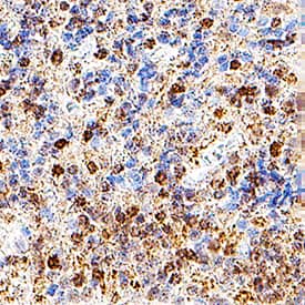 RBFOX3/NeuN was detected in immersion fixed paraffin-embedded sections of human cerebellum using Mouse Anti-Human RBFOX3/NeuN Monoclonal Antibody (Catalog # MAB11665) at 5 µg/ml for 1 hour at room temperature followed by incubation with the Anti-Mouse IgG VisUCyte™ HRP Polymer Antibody (Catalog # VC001) or the HRP-conjugated Anti-Mouse IgG Secondary Antibody (Catalog # HAF007). Before incubation with the primary antibody, tissue was subjected to heat-induced epitope retrieval using VisUCyte Antigen Retrieval Reagent-Basic (Catalog # VCTS021). Tissue was stained using DAB (brown) and counterstained with hematoxylin (blue). Specific staining was localized to the nucleus. View our protocol for IHC Staining with VisUCyte HRP Polymer Detection Reagents.