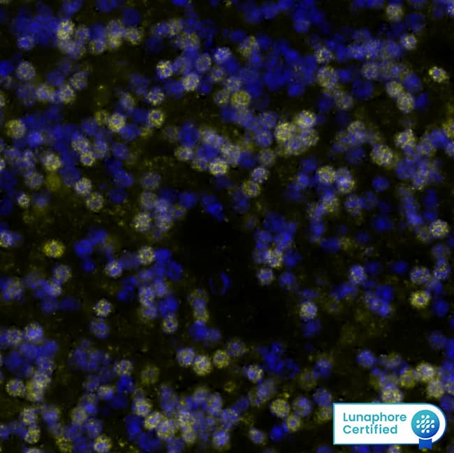 RBFOX3 was detected in immersion fixed paraffin-embedded sections of human Cerebellum using Mouse Anti-Human RBFOX3, Monoclonal Antibody (Catalog #MAB11665) at 25ug/mL at 37 ° Celsius for 8 minutes. Before incubation with the primary antibody, tissue underwent an all-in-one dewaxing and antigen retrieval preprocessing using PreTreatment Module (PT Module) and Dewax and HIER Buffer H (pH 9; Epredia Catalog # TA-999-DHBH). Tissue was stained using the Alexa Fluor™ 647 Goat anti-Mouse IgG Secondary Antibody at 1:200 at 37 ° Celsius for 8 minutes. (Yellow; Lunaphore Catalog # DR647MS) and counterstained with DAPI (blue; Lunaphore Catalog # DR100). Specific staining was localized to the neuronal nuclei. Protocol available in COMET™ Panel Builder.
