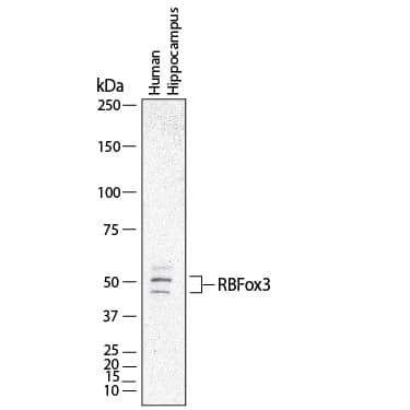 Western Blot shows lysates of human hippocampus tissue. PVDF membrane was probed with 2 µg/ml of Mouse Anti-Human RBFOX3/NeuN Monoclonal Antibody (Catalog # MAB11665) followed by HRP-conjugated Anti-Mouse IgG Secondary Antibody (Catalog # HAF018). Specific bands were detected for RBFOX3/NeuN at approximately 40 and 50 kDa (as indicated).  This experiment was conducted under reducing conditions and using Western Blot Buffer Group 1.