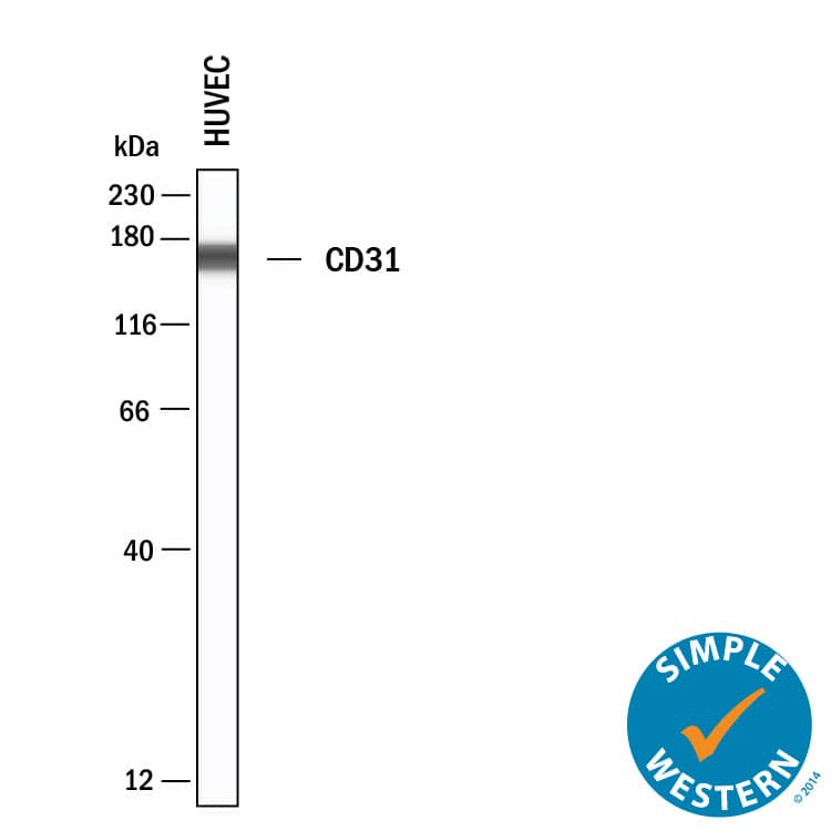 Simple Western shows lysates of HUVEC human umbilical vein endothelial cells, loaded at 0.5 mg/ml. A specific band was detected for CD31/PECAM‑1 at approximately 168 kDa (as indicated) using 5 µg/mL of Mouse Anti-Human CD31/PECAM‑1 Monoclonal Antibody (Catalog # MAB11666). This experiment was conducted under reducing conditions and using the 12‑230 kDa separation system.