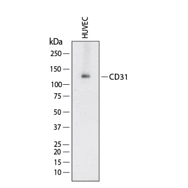 Western Blot shows lysates of HUVEC human umbilical vein endothelial cells. PVDF membrane was probed with 2 µg/ml of Mouse Anti-Human CD31/PECAM‑1 Monoclonal Antibody (Catalog # MAB11666) followed by HRP-conjugated Anti-Mouse IgG Secondary Antibody (Catalog # HAF018). A specific band was detected for CD31/PECAM‑1 at approximately 130 kDa (as indicated).  This experiment was conducted under reducing conditions and using Western Blot Buffer Group 1.