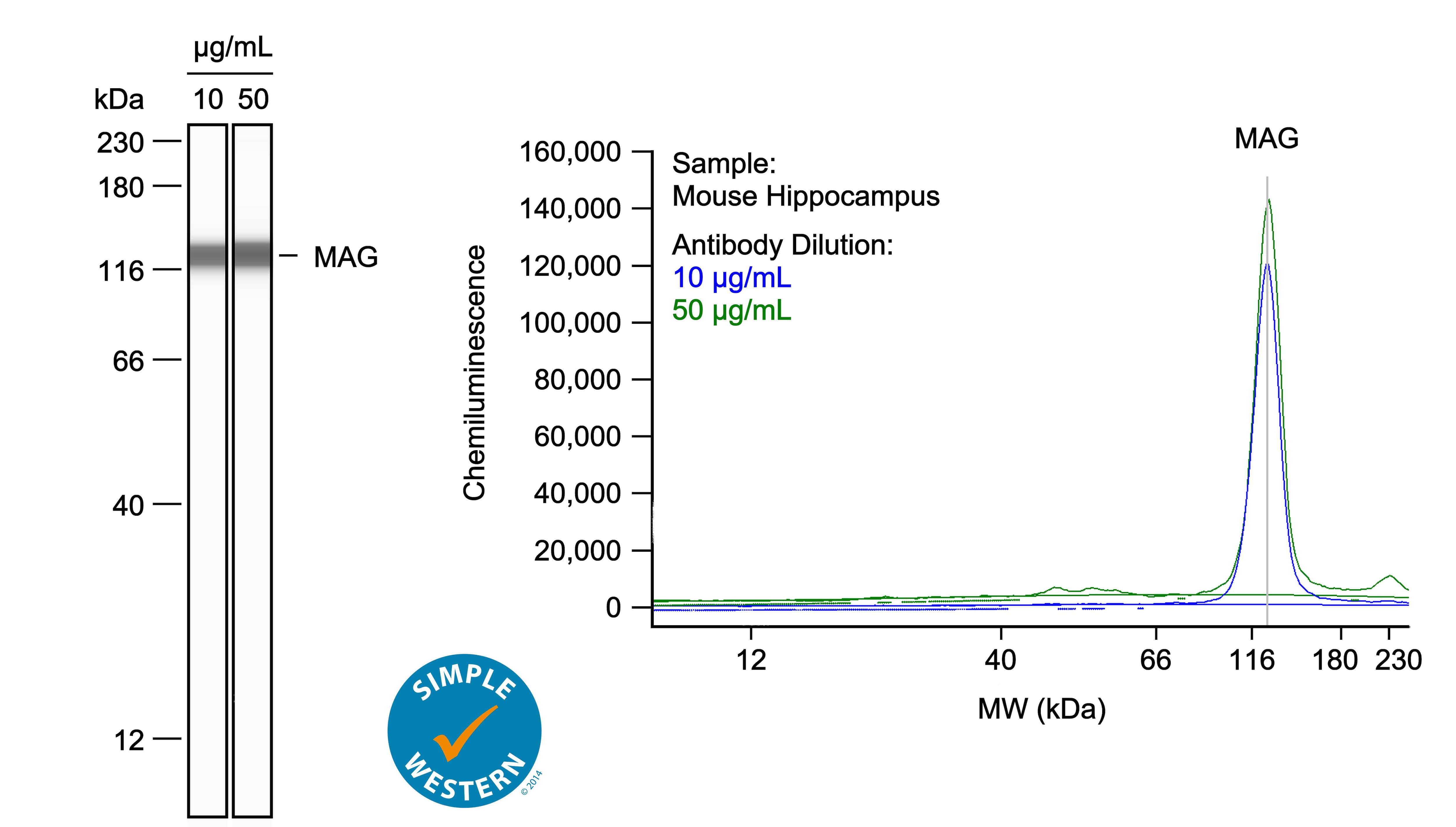 Left: Simple Western lane view shows lysates of mouse hippocampus, loaded at 0.5 mg/ml. A specific band was detected for MAG/Siglec‑4a at approximately 110-130 kDa (as indicated) using both 10 µg/ml and 50 µg/ml of Mouse Anti-Human MAG/Siglec‑4a Monoclonal Antibody (Catalog # MAB11687) followed by HRP-conjugated Goat Anti-Mouse Secondary Antibody (Catalog # 042-205). This experiment was conducted under reducing conditions and using the 12-230kDa separation system. Right: Simple Western electropherogram showing the same Mouse Anti-Human MAG/Siglec‑4a Monoclonal Antibody (Catalog # MAB11687) tested at 10 µg/ml (blue line) and 50 µg/ml (green line) in the mouse hippocampus.