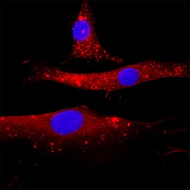  beta ‑Actin was detected in immersion fixed 3T3‑L1 mouse embryonic fibroblast adipose-like cell line using Rat Anti-Mouse  beta ‑Actin Monoclonal Antibody (Catalog # MAB11702) at 8 µg/ml for 3 hours at room temperature. Cells were stained using the NorthernLights™ 557-conjugated Anti-Rat IgG Secondary Antibody (red; Catalog # NL013) and counterstained with DAPI (blue). Specific staining was localized to the cytoplasm. View our protocol for Fluorescent ICC Staining of Cells on Coverslips.