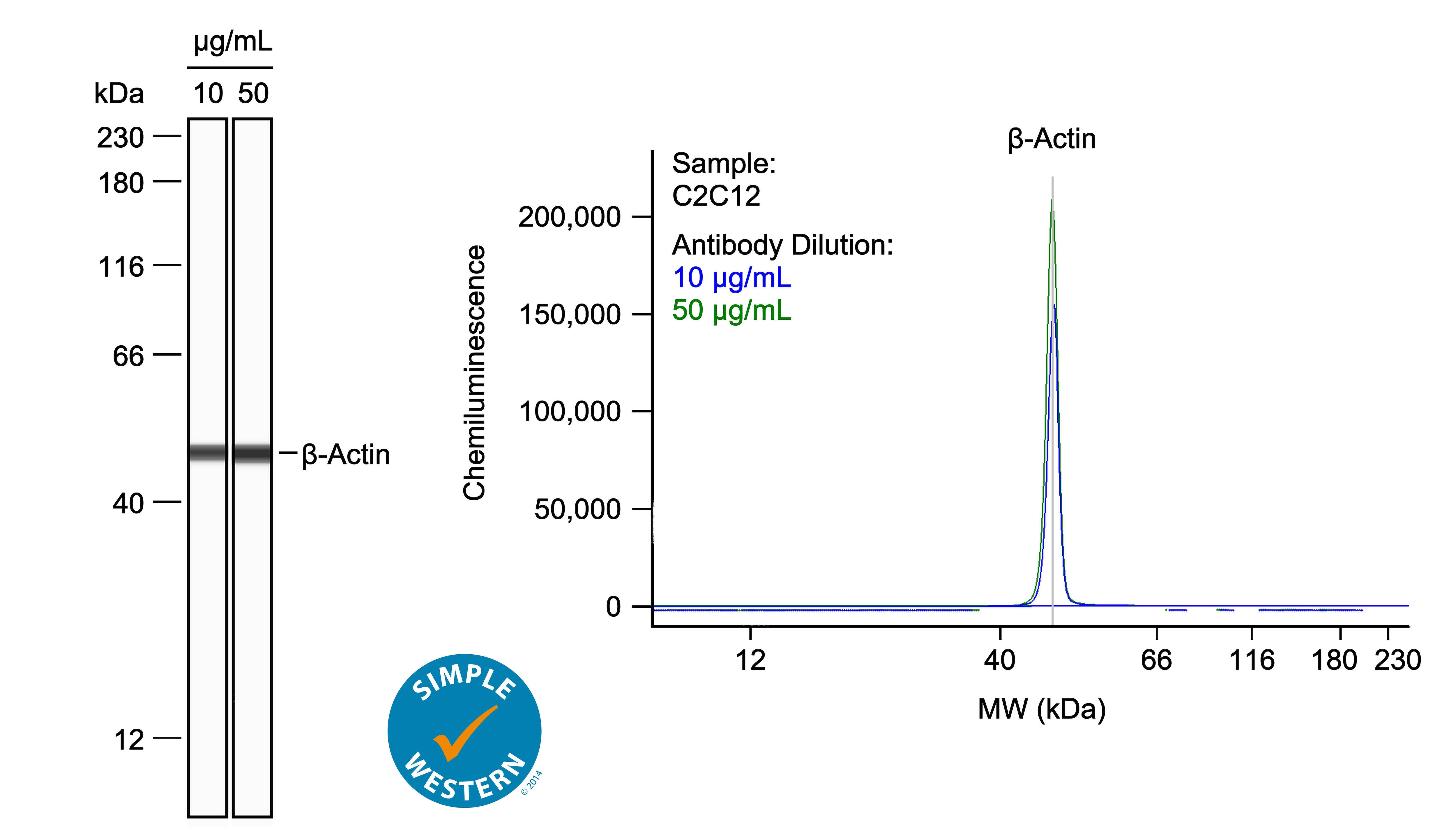 Left: Simple Western lane view shows lysates of C2C12 mouse myoblast cell line, loaded at 0.1 mg/ml. A specific band was detected for  beta ‑Actin at approximately 49 kDa (as indicated) using both 10 µg/ml and 50 µg/ml of Rat Anti-Mouse  beta ‑Actin Monoclonal Antibody (Catalog # MAB11702) followed by 1:50 dilution of HRP-conjugated Anti-Rat IgG Secondary Antibody (Catalog # HAF005) in Milk-free Antibody Diluent (Catalog # 043-524). This experiment was conducted under reducing conditions and using the 12-230kDa separation system. Right: Simple Western electropherogram showing the same Rat Anti-Mouse  beta ‑Actin Monoclonal Antibody (Catalog # MAB11702) tested at 10 µg/ml (blue line) and 50 µg/ml (green line) in the C2C12 mouse myoblast cell line.