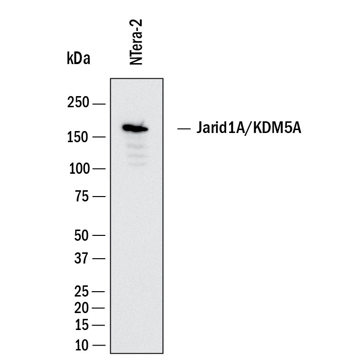 Western Blot shows lysates of NTera‑2 human testicular embryonic carcinoma cell line. PVDF membrane was probed with 2 µg/ml of Mouse Anti-Human Jarid1A Monoclonal Antibody (Catalog # MAB11705) followed by HRP-conjugated Anti-Mouse IgG Secondary Antibody (Catalog # HAF018). A specific band was detected for Jarid1A at approximately 190 kDa (as indicated).  This experiment was conducted under reducing conditions and using Western Blot Buffer Group 1.