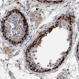 Immunohistochemistry Claudin-11 Antibody (1102132) [Unconjugated]