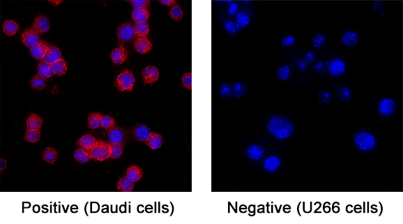 CD19 was detected in immersion fixed Daudi human Burkitt's lymphoma cell line (Positive) and absent in U266 human myeloma cell line (Negative) using Mouse Anti-Human CD19 Monoclonal Antibody (Catalog # MAB11717) at 8 µg/ml for 3 hours at room temperature. Cells were stained using the NorthernLights™ 557-conjugated Anti-Mouse IgG Secondary Antibody (red; Catalog # NL007) and counterstained with DAPI (blue). Specific staining was localized to the membrane of Daudi cells. View our protocol for Fluorescent ICC Staining of Cells on Coverslips.
