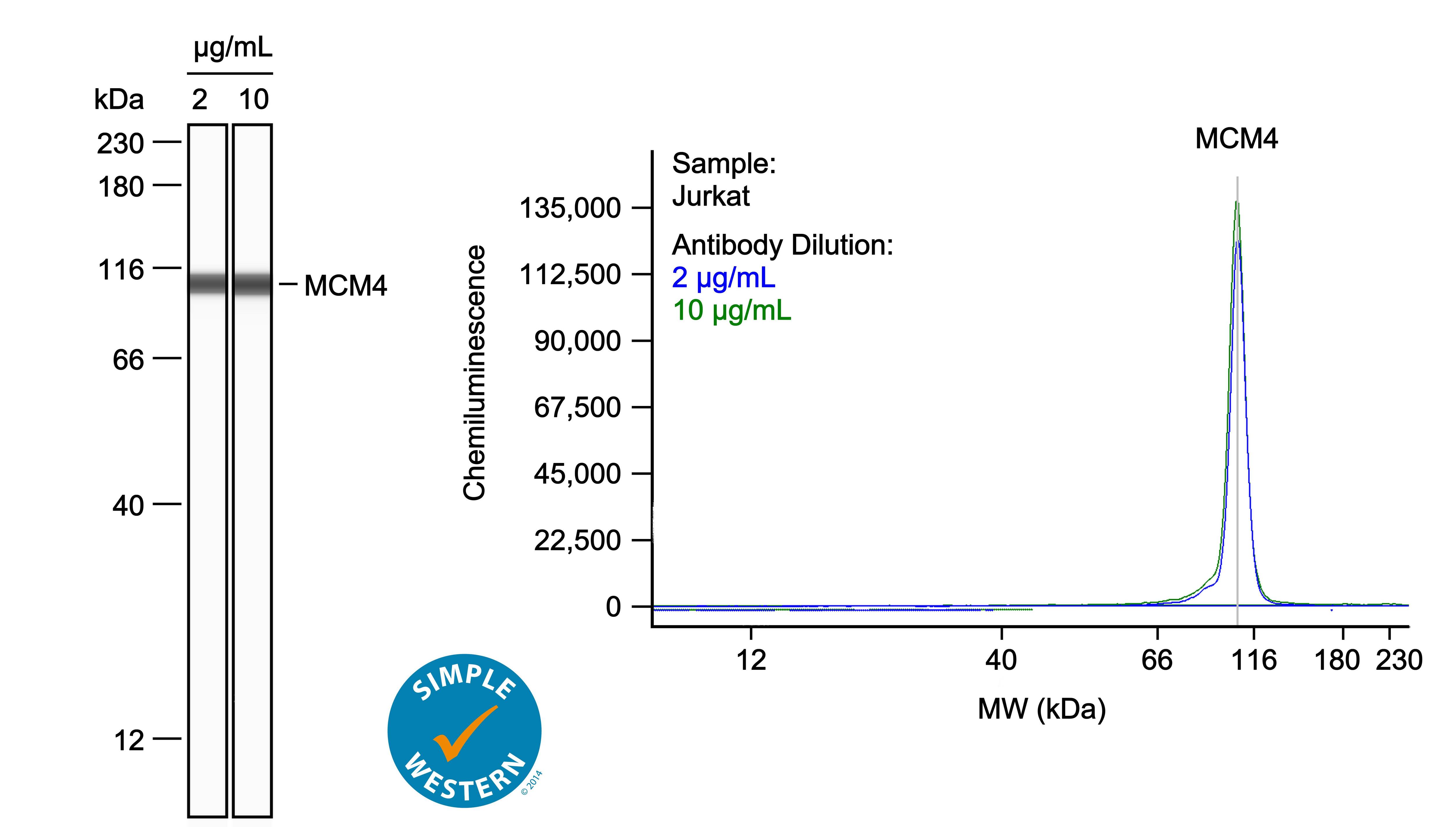 Left: Simple Western lane view shows lysates of Jurkat human acute T cell leukemia cell line, loaded at 0.1 mg/ml. A specific band was detected for MCM4 at approximately 107 kDa (as indicated) using both 2 µg/ml and 10 µg/ml of Mouse Anti-Human MCM4 Monoclonal Antibody (Catalog # MAB11718) followed by HRP-conjugated Goat Anti-Mouse Secondary Antibody (Catalog # 042-205). This experiment was conducted under reducing conditions and using the 12-230kDa separation system. Right: Simple Western electropherogram showing the same Mouse Anti-Human MCM4 Monoclonal Antibody (Catalog # MAB11718) tested at 2 µg/ml (blue line) and 10 µg/ml (green line) in the Jurkat human acute T cell leukemia cell line.