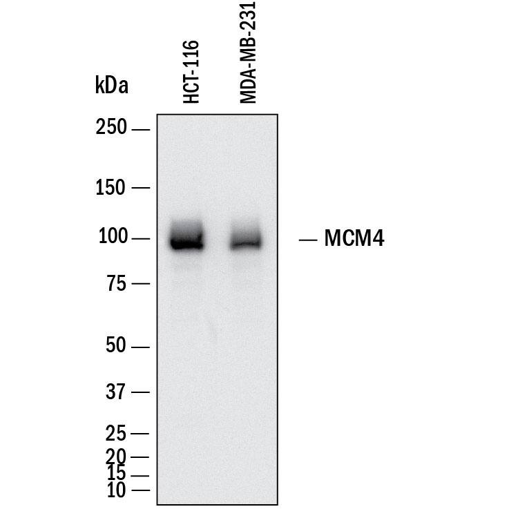 Western Blot shows lysates of HCT‑116 human colorectal carcinoma cell line and MDA‑MB‑231 human breast cancer cell line. PVDF membrane was probed with 0.5 µg/ml of Mouse Anti-Human MCM4 Monoclonal Antibody (Catalog # MAB11718) followed by HRP-conjugated Anti-Mouse IgG Secondary Antibody (Catalog # HAF018). A specific band was detected for MCM4 at approximately 96 kDa (as indicated).  This experiment was conducted under reducing conditions and using Western Blot Buffer Group 1.