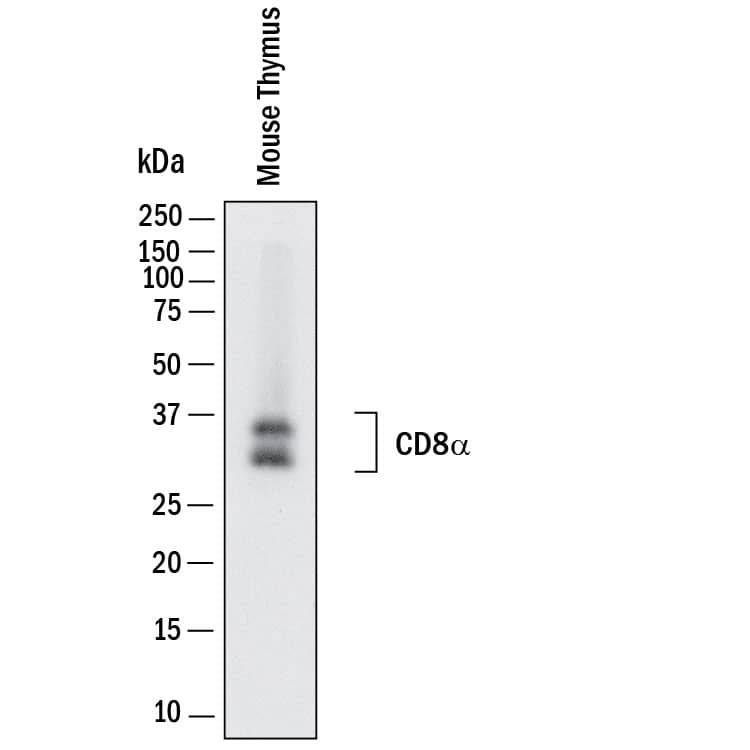 Western Blot shows lysates of mouse thymus tissue. PVDF membrane was probed with 2 µg/ml of Rat Anti-Mouse CD8 alpha  Monoclonal Antibody (Catalog # MAB11723) followed by HRP-conjugated Anti-Rat IgG Secondary Antibody (Catalog # HAF005). Specific bands were detected for CD8 alpha  at approximately 30 and 35 kDa (as indicated).  This experiment was conducted under reducing conditions and using Western Blot Buffer Group 1.