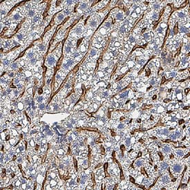 Immunohistochemistry Fc gamma RIIIB/CD16b Antibody (1107512) [Unconjugated]