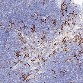 Immunohistochemistry Fc gamma RIIIB/CD16b Antibody (1107512) [Unconjugated]