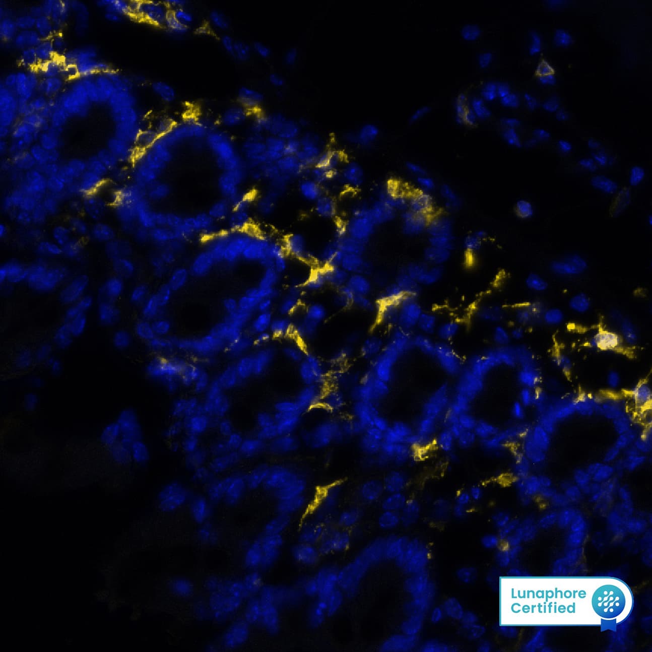 Multiplex Immunofluorescence Fc gamma RIIIB/CD16b Antibody (1107512) [Unconjugated]