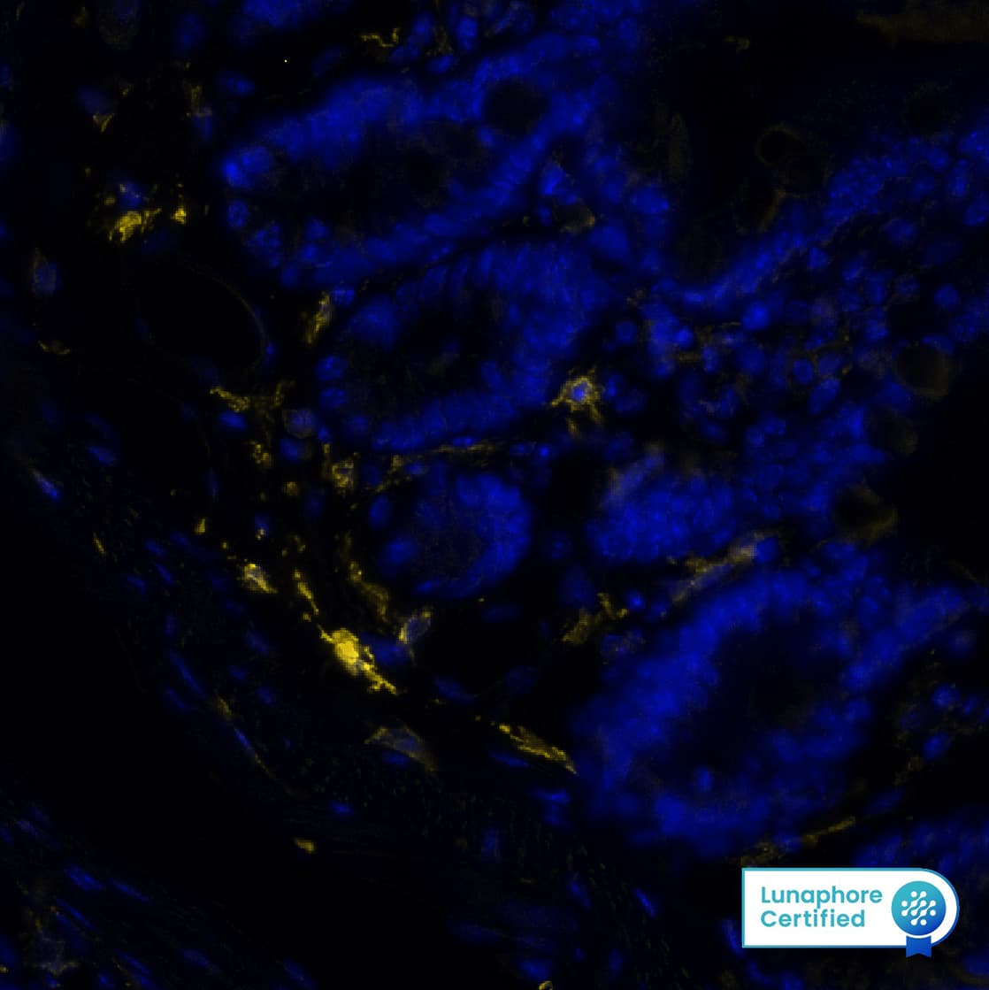 Multiplex Immunofluorescence Fc gamma RIIIB/CD16b Antibody (1107512) [Unconjugated]