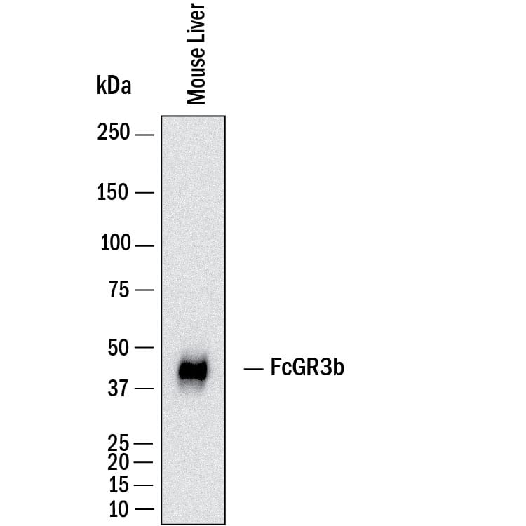 Western Blot Fc gamma RIIIB/CD16b Antibody (1107512) [Unconjugated]