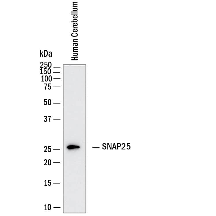 Western Blot shows lysates of human cerebellum tissue. PVDF membrane was probed with 2 µg/ml of Mouse Anti-Human SNAP25 Monoclonal Antibody (Catalog # MAB11729) followed by HRP-conjugated Anti-Mouse IgG Secondary Antibody (Catalog # HAF018). A specific band was detected for SNAP25 at approximately 26 kDa (as indicated).  This experiment was conducted under reducing conditions and using Western Blot Buffer Group 1.