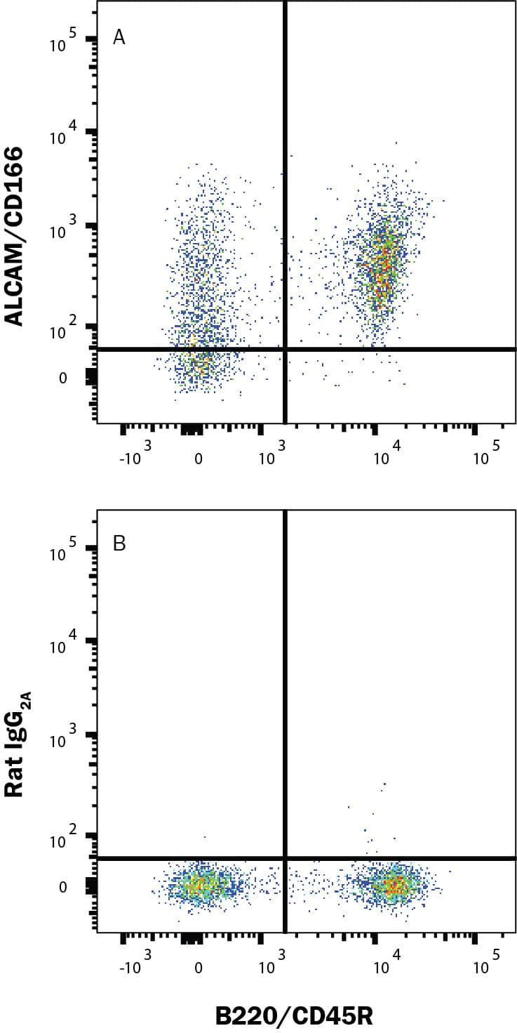 Mouse splenocytes were stained with Rat Anti-Mouse B220/CD45R APC‑conjugated Monoclonal Antibody (Catalog # FAB1217A) and either (A) Rat Anti-Mouse ALCAM/CD166 Monoclonal Antibody (Catalog # mab1172) followed by Phycoerythrin-conjugated Anti-Rat IgG Secondary Antibody (Catalog # F0105B) or (B) unstained splenocytes . View our protocol for Staining Membrane-associated Proteins. 