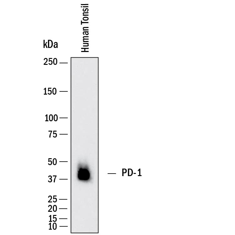 Western Blot shows lysates of human tonsil. PVDF membrane was probed with 2 µg/ml of Mouse Anti-Human PD‑1 Monoclonal Antibody (Catalog # MAB11741) followed by HRP-conjugated Anti-Mouse IgG Secondary Antibody (Catalog # HAF018). A specific band was detected for PD‑1 at approximately 40 kDa (as indicated).  This experiment was conducted under reducing conditions and using Western Blot Buffer Group 1.