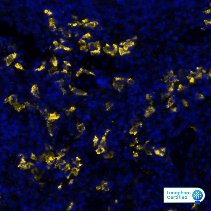 CD163 was detected in immersion fixed paraffin-embedded sections of mouse spleen using Rat Anti-Mouse CD163, Monoclonal Antibody (Catalog # MAB11745) at 3 μg/mL at 37° Celsius for 4 minutes. Before incubation with the primary antibody, tissue underwent an all-in-one dewaxing and antigen retrieval preprocessing using PreTreatment Module (PT Module) and Dewax and HIER Buffer H (pH 9; Epredia Catalog # TA-999-DHBH).Tissue was stained using the Alexa Fluor™ 647 Goat anti-Rat IgG Secondary Antibody at 1:200 at 37 ° Celsius for 2 minutes. (Yellow; Lunaphore Catalog # DR647RT) and counterstained with DAPI (blue; Lunaphore Catalog # DR100). Specific staining was localized to the cytoplasm. Protocol available in COMET™ Panel Builder.
