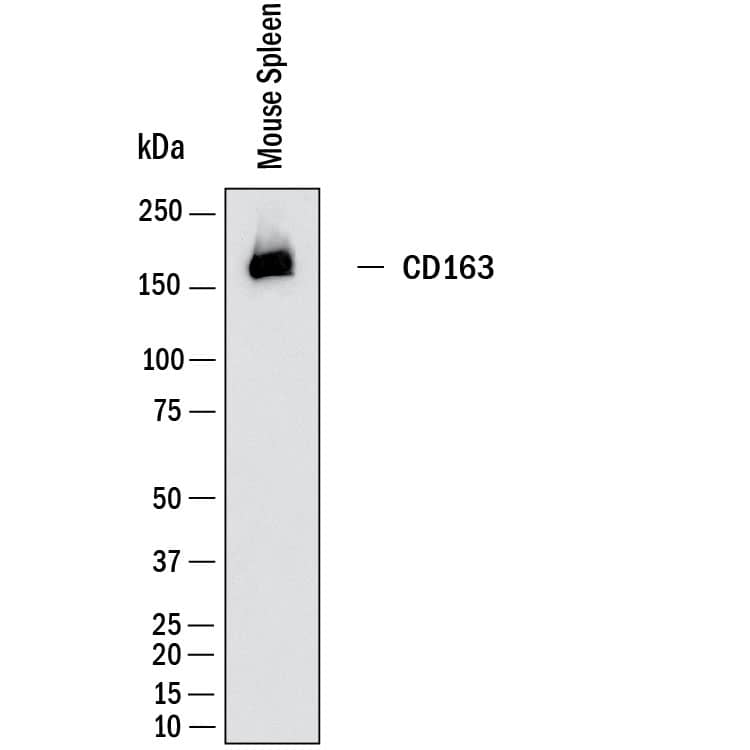 Western Blot shows lysates of mouse spleen tissue. PVDF membrane was probed with 2 µg/ml of Rat Anti-Mouse CD163 Monoclonal Antibody (Catalog # MAB11745) followed by HRP-conjugated Anti-Rat IgG Secondary Antibody (Catalog # HAF005). A specific band was detected for CD163 at approximately 160 kDa (as indicated).  This experiment was conducted under reducing conditions and using Western Blot Buffer Group 1.