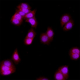 Immunocytochemistry MTAP Antibody (1113601) [Unconjugated]