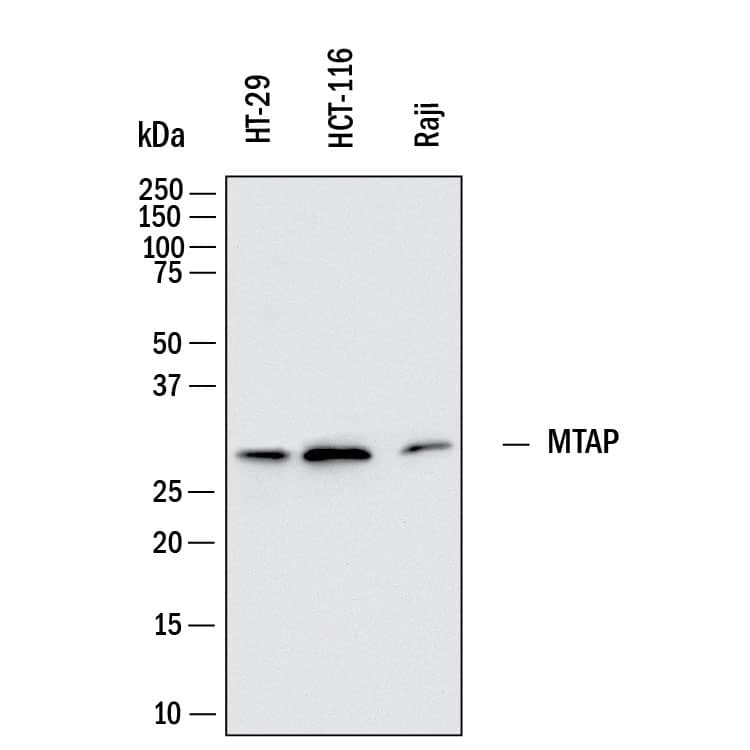 Western Blot MTAP Antibody (1113601) [Unconjugated]