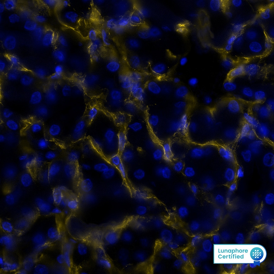 <b>Genetic Strategies Validation. </b>COL4A1 was detected in immersion fixed paraffin-embedded sections of human Liver using Mouse Anti-Human COL4A1, Monoclonal Antibody (Catalog#MAB11758) at 15ug/mL at 37 ° Celsius for 8 minutes. Before incubation with the primary antibody, tissue underwent an all-in-one dewaxing and antigen retrieval preprocessing using PreTreatment Module (PT Module)and Dewax and HIER Buffer H (pH 9; Epredia Catalog #TA-999-DHBH).Tissue was stained using the Alexa Fluor™ 647 Goat anti-Mouse IgG Secondary Antibody at 1:200 at 37 ° Celsius for 2 minutes. (Yellow; Lunaphore Catalog # DR647MS) and counterstained with DAPI (blue; Lunaphore Catalog # DR100). Specific staining was localized to the extracellular space. Protocol available in COMET™ Panel Builder.