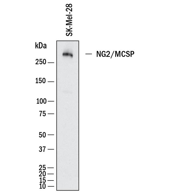 Western Blot shows lysates of SK‑Mel‑28 human malignant melanoma cell line. PVDF membrane was probed with 2 µg/ml of Mouse Anti-Human NG2/MCSP Monoclonal Antibody (Catalog # MAB11767) followed by HRP-conjugated Anti-Mouse IgG Secondary Antibody (HAF018). A specific band was detected for NG2/MCSP at approximately 300 kDa (as indicated).  This experiment was conducted under reducing conditions and using Western Blot Buffer Group 1.