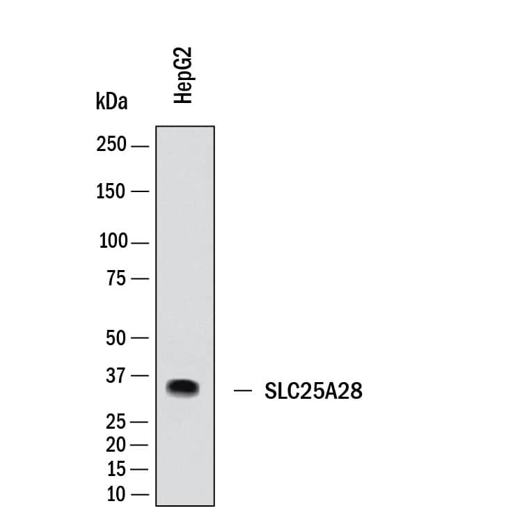 Western Blot SLC25A28 Antibody (1117503) [Unconjugated]