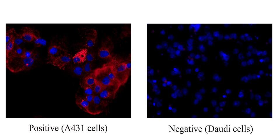 Laminin  alpha 3/Laminin‑5 was detected in immersion fixed A431 human epithelial carcinoma cell line (Positive) and absent in Daudi human Burkitt's lymphoma cell line (Negative) using Mouse Anti-Human Laminin  alpha 3/Laminin‑5 Monoclonal Antibody (Catalog # MAB11784) at 3 µg/ml for 3 hours at room temperature. Cells were stained using the NorthernLights&trade; 557-conjugated Anti-Mouse IgG Secondary Antibody (red; Catalog # NL007) and counterstained with DAPI (blue). Specific staining was localized to the cytoplasm. View our protocol for Fluorescent ICC Staining of Cells on Coverslips.