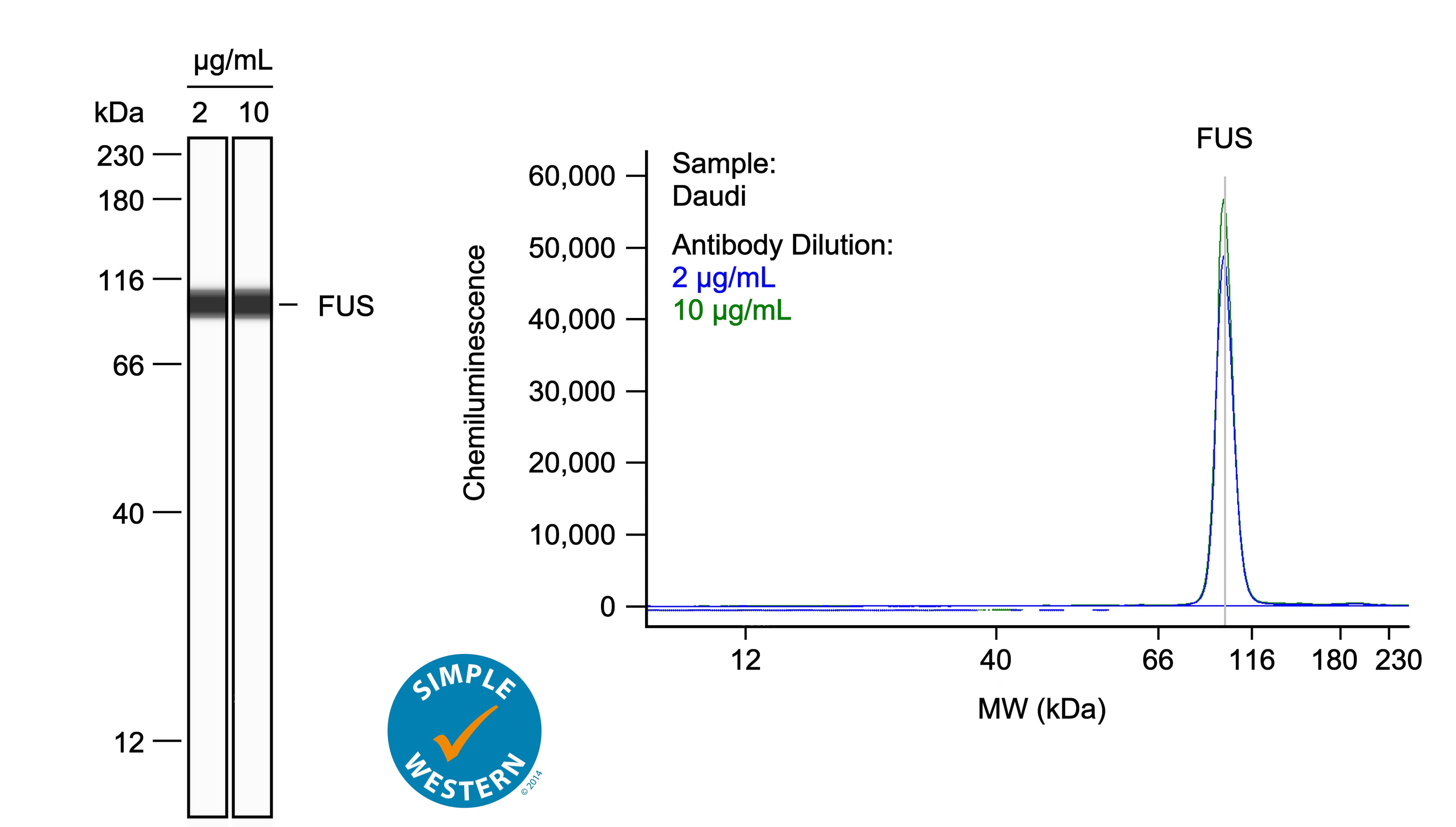 Left: Simple Western lane view shows lysates of Daudi human Burkitt's lymphoma cell line, loaded at 0.1 mg/ml. A specific band was detected for FUS at approximately 101 kDa (as indicated) using both 2 µg/ml and 10 µg/ml of Mouse Anti-Human FUS Monoclonal Antibody (Catalog # MAB11793) followed by HRP-conjugated Goat Anti-Mouse Secondary Antibody (042-205). This experiment was conducted under reducing conditions and using the 12-230kDa separation system. Right: Simple Western electropherogram showing the same Mouse Anti-Human FUS Monoclonal Antibody (Catalog # MAB11793) tested at 2 µg/ml (blue line) and 10 µg/ml (green line) in the Daudi human Burkitt's lymphoma cell line.