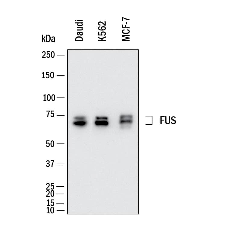 Western Blot shows lysates of Daudi human Burkitt's lymphoma cell line, K562 human chronic myelogenous leukemia cell line and MCF‑7 human breast cancer cell line. PVDF membrane was probed with 0.5 µg/ml of Mouse Anti-Human FUS Monoclonal Antibody (Catalog # MAB11793) followed by HRP-conjugated Anti-Mouse IgG Secondary Antibody (HAF018). Specific bands were detected for FUS at approximately 70 kDa (as indicated).  This experiment was conducted under reducing conditions and using Western Blot Buffer Group 1.