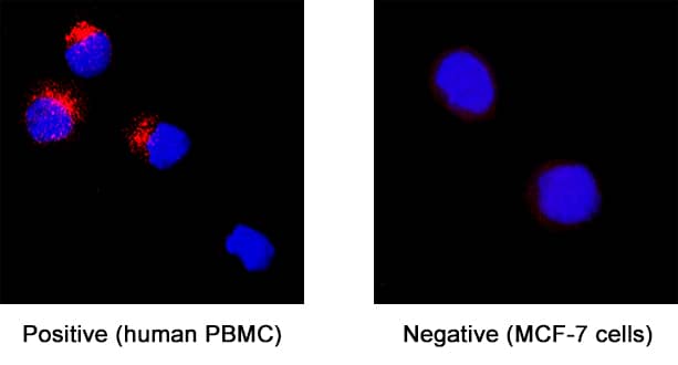 DPPIV/CD26 was detected in immersion fixed human peripheral blood mononuclear cells (PBMCs) (left panel; positive staining) and MCF‑7 human breast cancer cell line (right panel; negative staining) using Rat Anti-Human DPPIV/CD26 Monoclonal Antibody (Catalog # MAB11801) at 8 µg/mL for 3 hours at room temperature. Cells were stained using the NorthernLights™ 557-conjugated Anti-Rat IgG Secondary Antibody (red; NL013) and counterstained with DAPI (blue). Specific staining was localized to cytoplasm. Staining was performed using our protocol for Fluorescent ICC Staining of Non-adherent Cells.