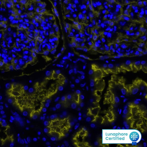 Neprilysin/CD10 Antibody was detected in immersion fixed paraffin-embedded sections of human Kidney using Mouse Anti-Human Neprilysin/CD10, Monoclonal Antibody (Catalog # MAB11821) at 0.25ug/mL at 37 ° Celsius for 2 minutes. Before incubation with the primary antibody, tissue underwent an all-in-one dewaxing and antigen retrieval preprocessing using PreTreatment Module (PT Module) and Dewax and HIER Buffer H (pH 9; Epredia Catalog # TA-999-DHBH). Tissue was stained using the Alexa Fluor™ 555 Goat anti-Mouse IgG Secondary Antibody at 1:100 at 37 ° Celsius for 2 minutes. (Yellow; Lunaphore Catalog # DR555MS) and counterstained with DAPI (blue; Lunaphore Catalog # DR100). Specific staining was localized to the membrane. Protocol available in COMET™ Panel Builder.​