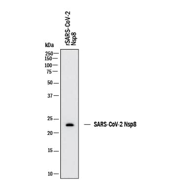 Western blot shows recombinant SARS-CoV-2 Nsp8 protein. PVDF membrane was probed with 1 µg/mL of Mouse Anti-SARS-CoV-2 Nsp8 Monoclonal Antibody (Catalog # MAB12502) followed by HRP-conjugated Anti-Mouse IgG Secondary Antibody (HAF018). A specific band was detected for Nsp8 at approximately 24 kDa (as indicated). This experiment was conducted under reducing conditions and using Western Blot Buffer Group 1.