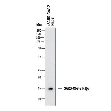 Western blot shows recombinant SARS-CoV-2 Nsp7 protein. PVDF membrane was probed with 2 µg/mL of Mouse Anti-SARS-CoV-2 NSP7 Monoclonal Antibody (Catalog # MAB12505) followed by HRP-conjugated Anti-Mouse IgG Secondary Antibody (HAF018). A specific band was detected for Nsp7 at approximately 15 kDa (as indicated). This experiment was conducted under reducing conditions and using Western Blot Buffer Group 1.