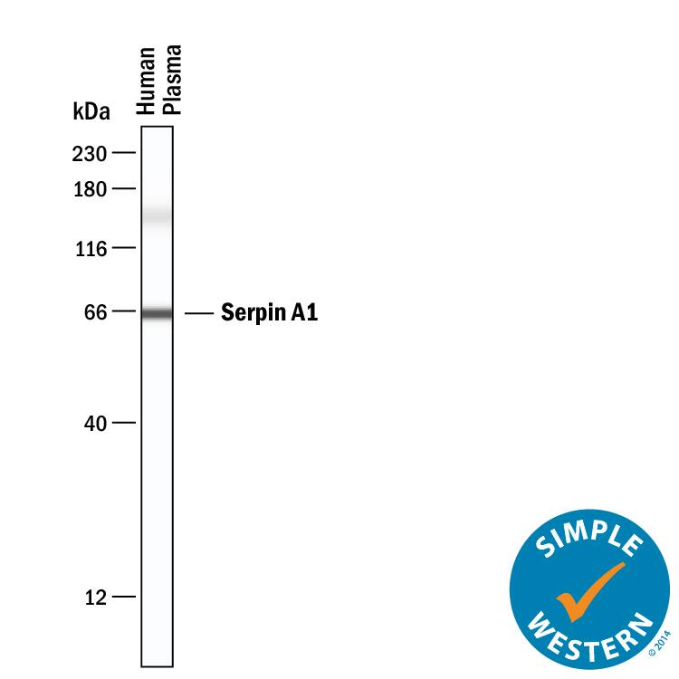 Simple Western lane view shows human plasma, loaded at 0.2 mg/mL. A specific band was detected for Serpin A1/a1‑Antitrypsin at approximately 65 kDa (as indicated) using 20 µg/mL of Mouse Anti-Human Serpin A1/a1‑Antitrypsin Monoclonal Antibody (Catalog # MAB12681) . This experiment was conducted under reducing conditions and using the 12-230 kDa separation system.