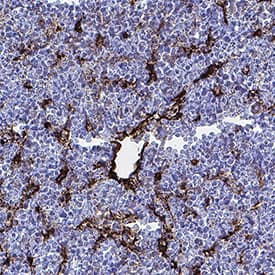 Endoglin/CD105 was detected in immersion fixed frozen sections of mouse embryo using Rat Anti-Mouse Endoglin/CD105 Monoclonal Antibody (Catalog # MAB1320) at 3 µg/ml for 1 hour at room temperature followed by incubation with the Anti-Rat IgG VisUCyte™ HRP Polymer Antibody (Catalog # VC005) or the HRP-conjugated Anti-Rat IgG Secondary Antibody (Catalog # HAF005). Tissue was stained using DAB (brown) and counterstained with hematoxylin (blue). Specific staining was localized to endothelial cells of the developing liver. View our protocol for Chromogenic IHC Staining of Frozen Tissue Sections.