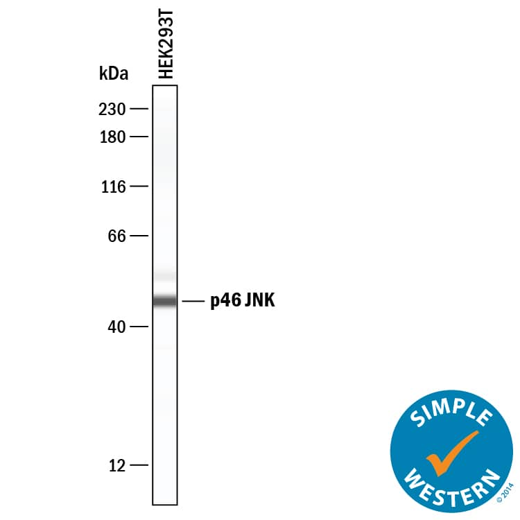 Simple Western lane view shows lysates of HEK293T human embryonic kidney cell line, loaded at 0.2 mg/mL. A specific band was detected for JNK at approximately 47 kDa (as indicated) using 10 µg/mL of Mouse Anti-Human/Mouse/Rat JNK Pan Specific Monoclonal Antibody (Catalog # MAB1387) . This experiment was conducted under reducing conditions and using the 12-230 kDa separation system.