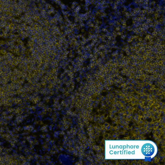 CD45 was detected in immersion fixed paraffin-embedded sections of human lymph node using Mouse Anti-Human CD45 Monoclonal Antibody (MAB14303) at 5µg/mL at 37 ° Celsius for 4 minutes. Before incubation with the primary antibody, tissue underwent an all-in-one dewaxing and antigen retrieval preprocessing using PreTreatment Module (PT Module) and Dewax and HIER Buffer H (pH 9). Tissue was stained using the Alexa Fluor™ 555 Goat anti-Mouse IgG Secondary Antibody at 1:100 at 37 ° Celsius for 2 minutes. (Yellow; Lunaphore Catalog # DR555MS) and counterstained with DAPI (blue; Lunaphore Catalog # DR100). Specific staining was localized to the membrane. Protocol available in COMET™ Panel Builder.