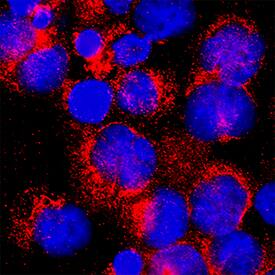 Immunocytochemistry HTRA2/Omi Antibody (229926) [Unconjugated]