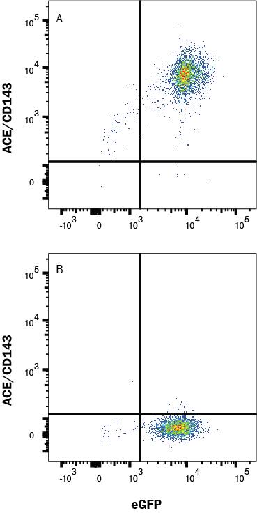 HEK293/mACE/eGFP transfectants (A) vs Irrelevant transfectants (B) were stained with Rat Anti-Mouse ACE/CD143 Monoclonal Antibody (Catalog # MAB15131) followed by Allophycocyanin-conjugated Anti-Rat IgG Secondary Antibody (Catalog # F0113). View our protocol for Staining Membrane-associated Proteins. 