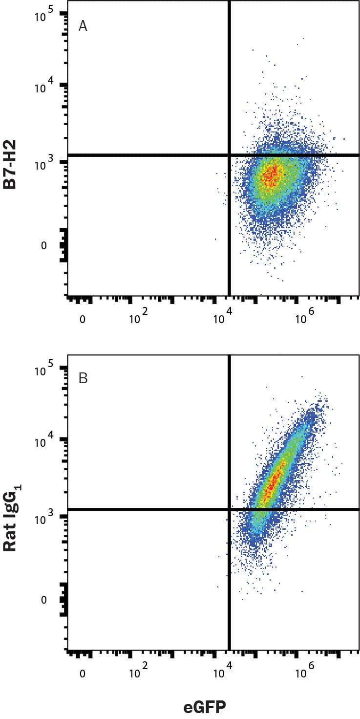 In a functional flow cytometry test, Recombinant Mouse ICOS Fc Chimera (168-CS; 50 ng/mL) binds to HEK293 human embryonic kidney cell line transfected with mouse B7-H2. Binding is blocked by (A) 2.5 µg/mL of Rat Anti-Mouse B7-H2 Monoclonal Antibody (Catalog # MAB1582) but not by (B) Rat IgG1 Isotype Control (MAB005) at 2.5 µg/mL. Protein binding was detected with APC-conjugated anti-Human IgG Fc Monoclonal Antibody (FAB110A). 