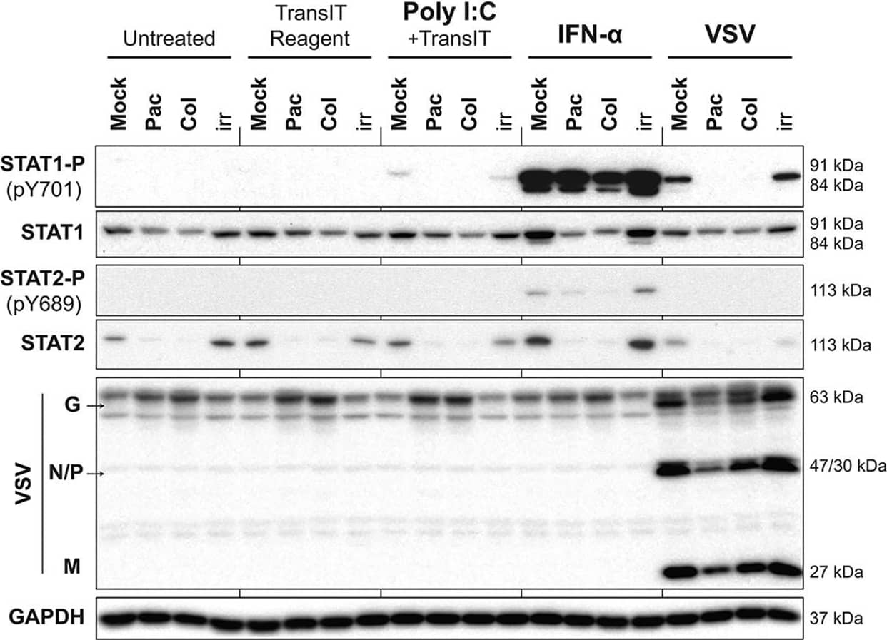 Induction of type I IFN signaling by viral and nonviral stimuli is inhibited in G2/M-arrested cells. Suit2 cells were treated for 25 h with the vehicle, paclitaxel, colchicine, or ruxolitinib at 500 nM. Cells were then treated with the vehicle (untreated), TransIT reagent (0.5%, vol/vol), poly(I:C) at 10 μg/ml plus TransIT reagent, IFN-alpha  at 5,000 U/ml, or VSV at an MOI of 30 based on titration on BHK-21 cells. VSV was aspirated 1 h later, and medium was added to infected wells. Cells remained in treatment for a total of 4 h, after which total protein was isolated. Western blot results for STAT1 and -2 proteins and their phosphorylated forms are shown in addition to VSV proteins. GAPDH was used to confirm that protein loading was the same across the gel. Protein names and protein sizes in kilodaltons are indicated on the left and right, respectively. Image collected and cropped by CiteAb from the following publication (//pubmed.ncbi.nlm.nih.gov/30487274), licensed under a CC-BY license. Not internally tested by R&D Systems.