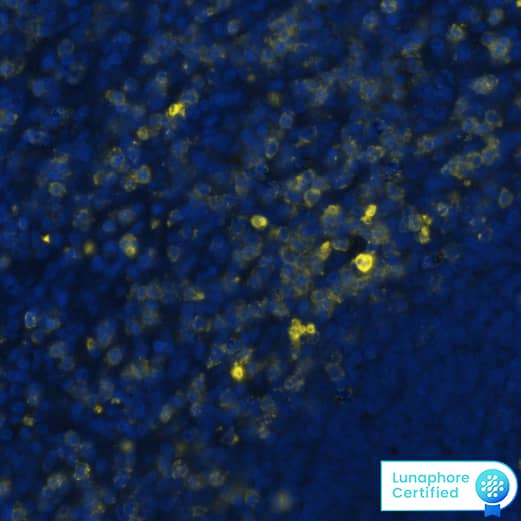 CD11b/Integrin alpha M was detected in immersion fixed paraffin-embedded sections of human spleen using Mouse Anti-Human CD11b/Integrin alpha M Monoclonal Antibody (MAB16992) at 15 μg/mL at 37° Celsius for 4 minutes. Before incubation with the primary antibody, tissue underwent an all-in-one dewaxing and antigen retrieval preprocessing using PreTreatment Module (PT Module) and Dewax and HIER Buffer H (pH 9). Tissue was stained using the Alexa Fluor™ 647 Goat anti-Mouse IgG Secondary Antibody at 1:200 at 37° Celsius for 2 minutes. (Yellow; Lunaphore Catalog # DR647MS) and counterstained with DAPI (blue; Lunaphore Catalog # DR100). Specific staining was localized to the membrane. Protocol available in COMET™ Panel Builder.